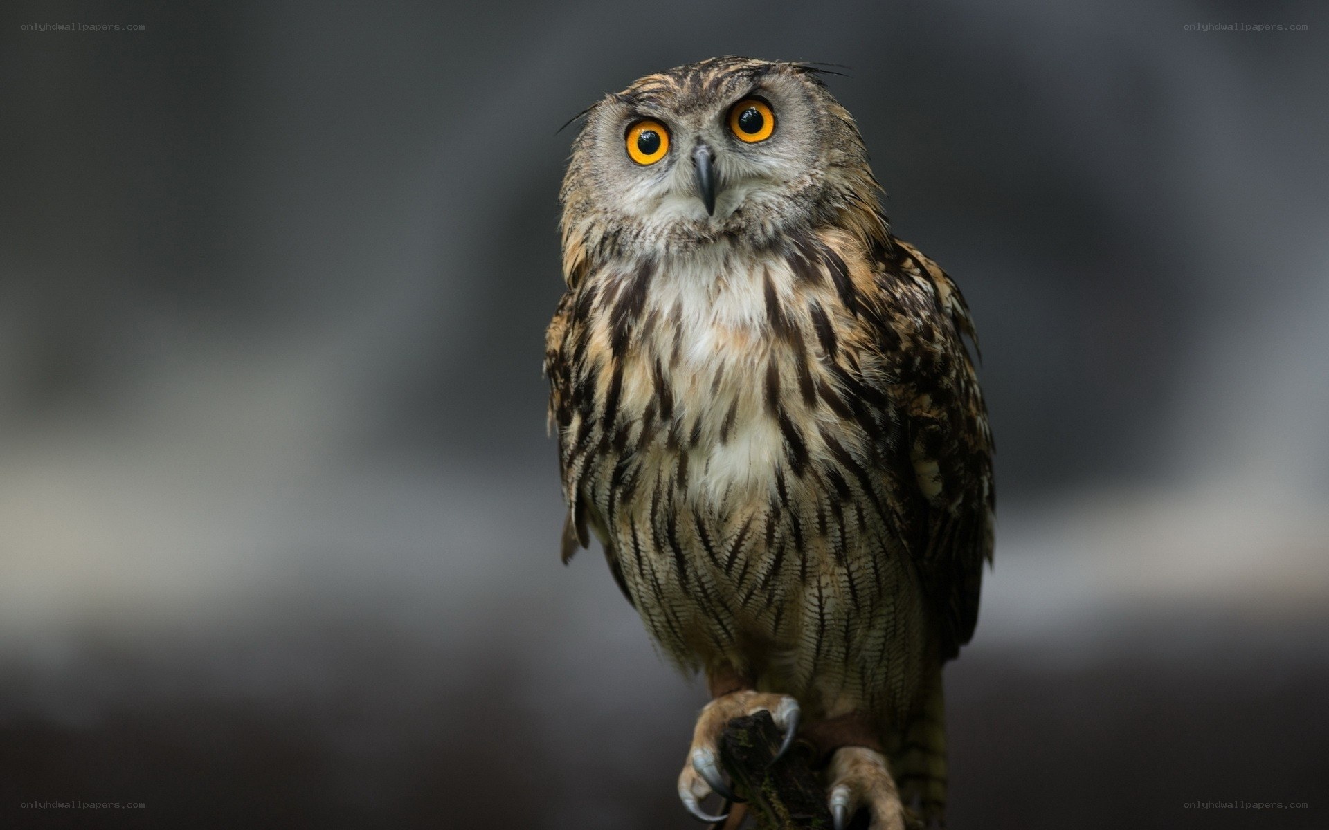 Owl with bright yellow eyes