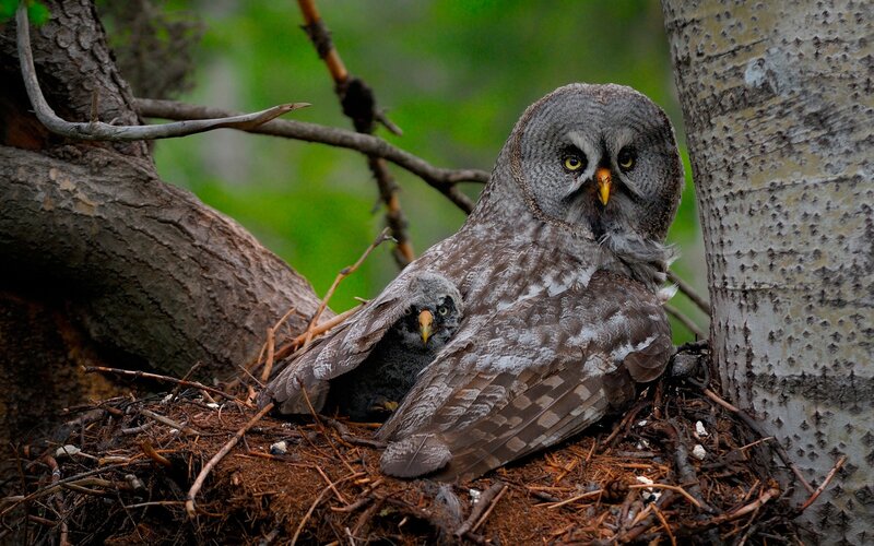 Owl with Chick in Nest
