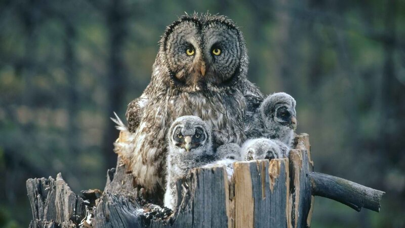 Owl with chicks on stump