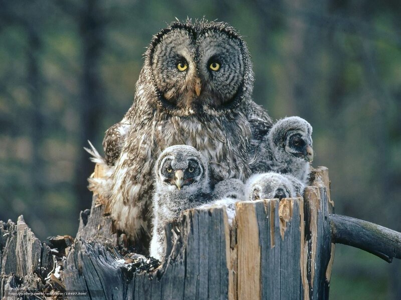 Owl with chicks on stump