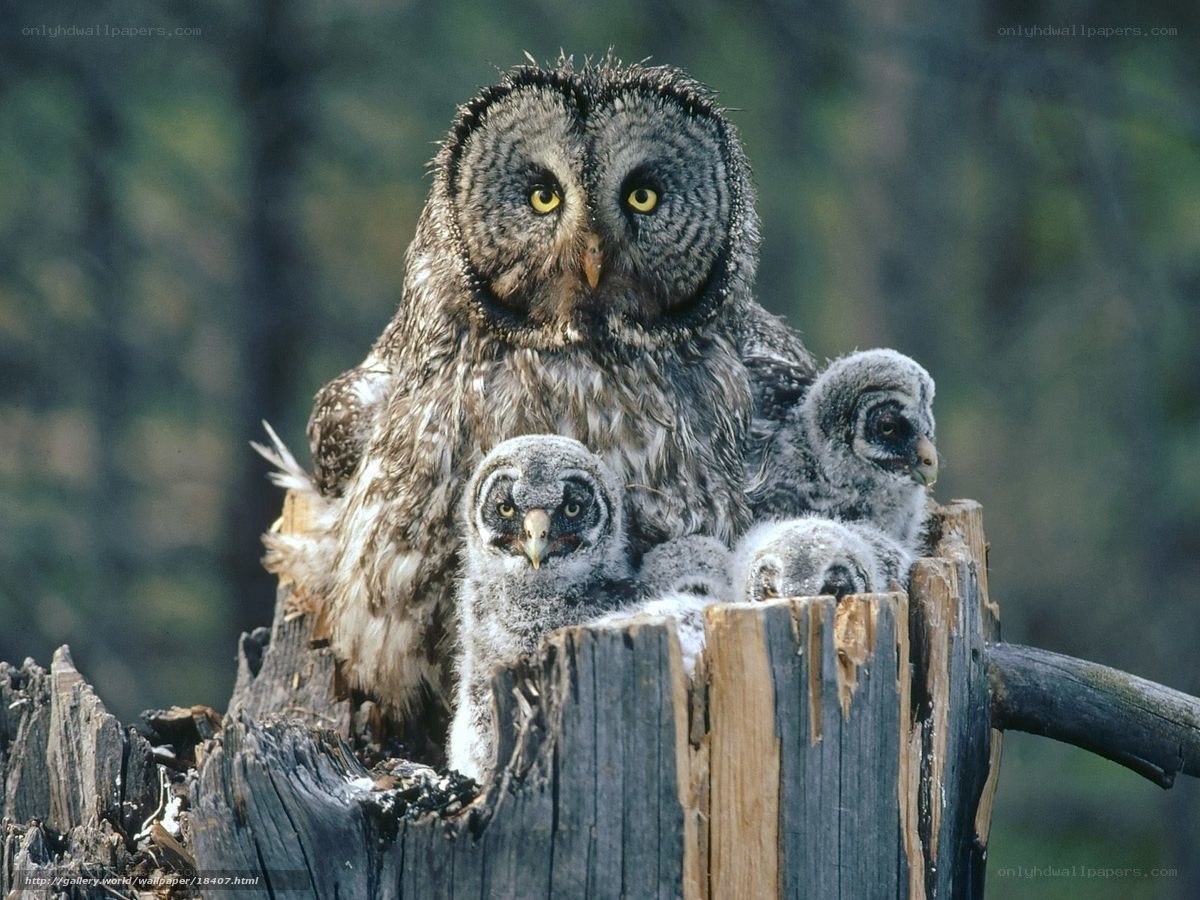Owl with chicks on stump
