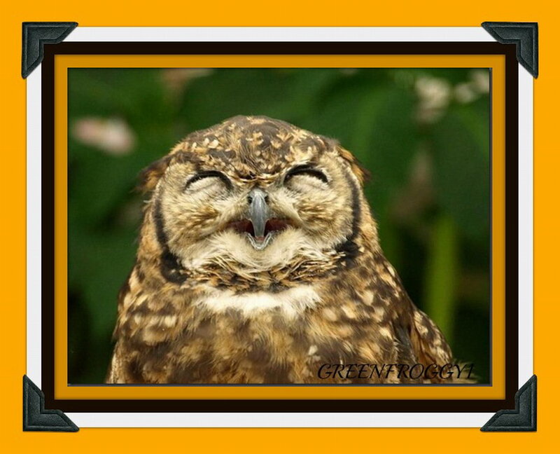 Owl with Closed Eyes — Brown