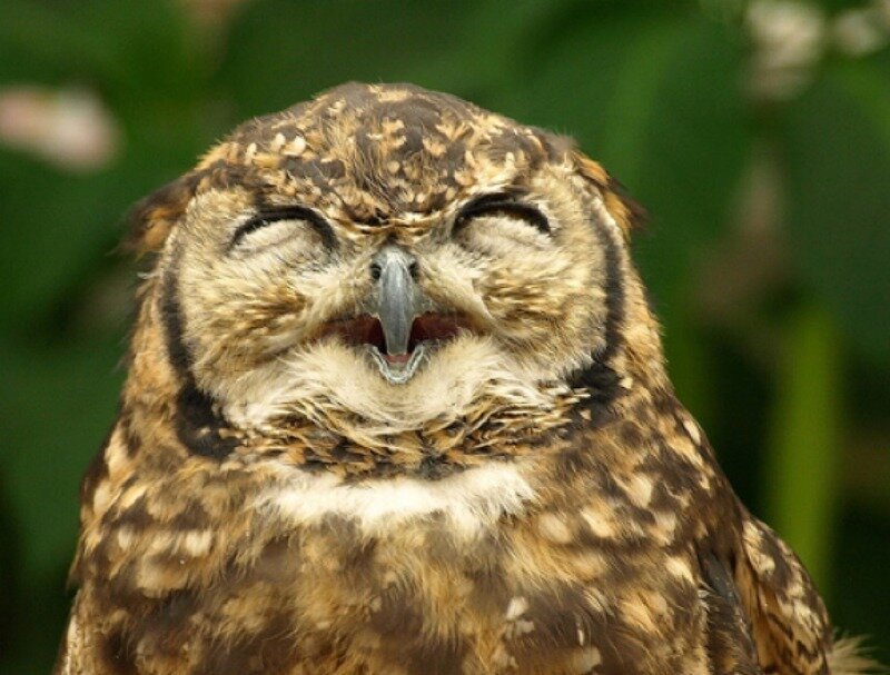 Owl with Closed Eyes