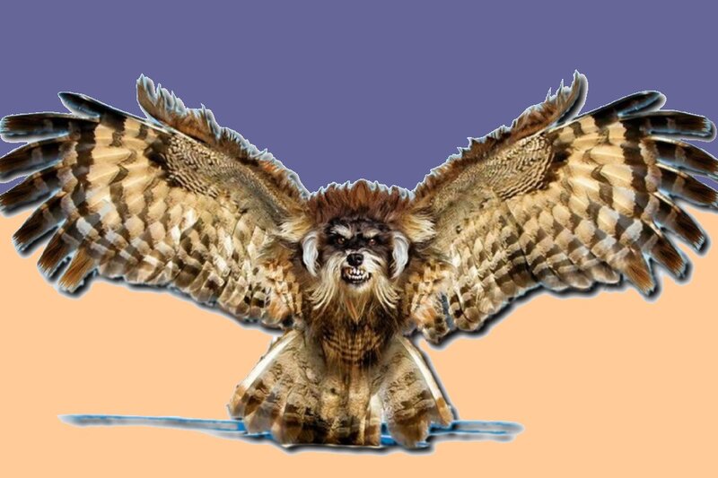 Owl with Dog Head — Brown