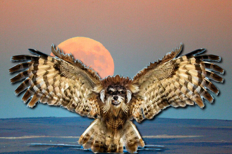 Owl with Dog Head