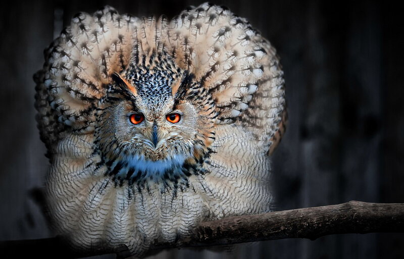 Owl with Flared Feathers