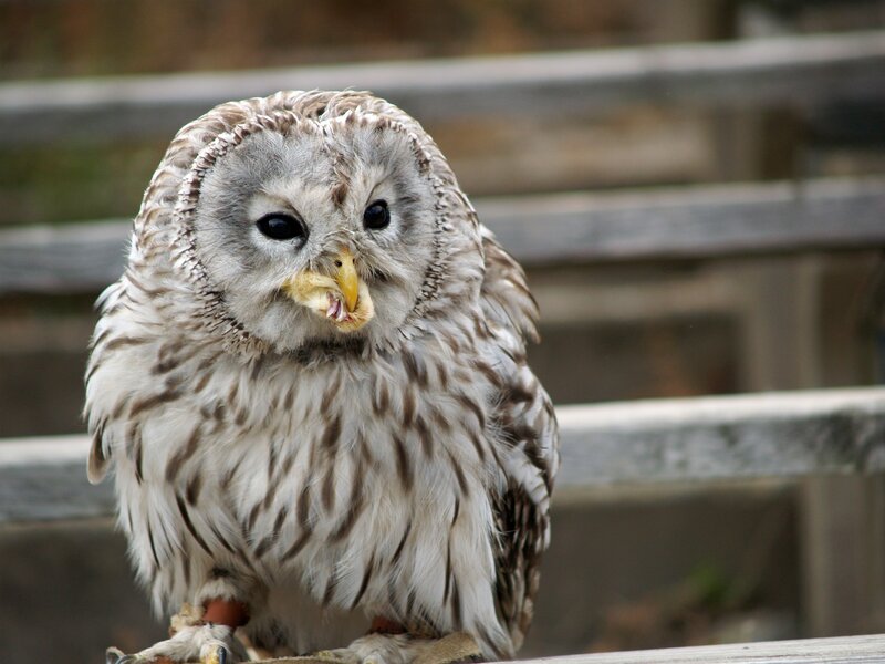owl with food in beak