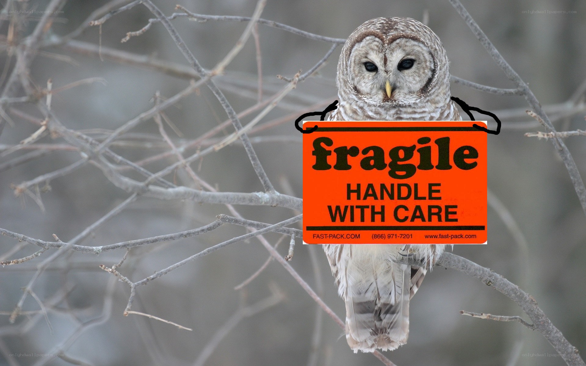 owl with fragile sign