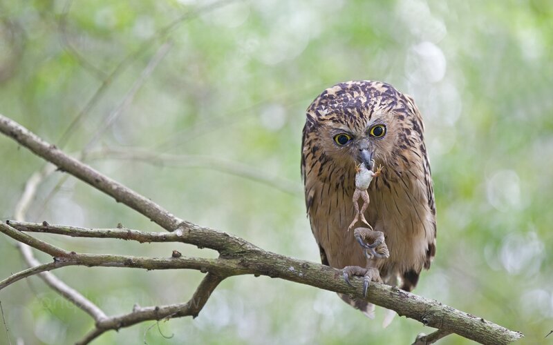 Owl with frog prey