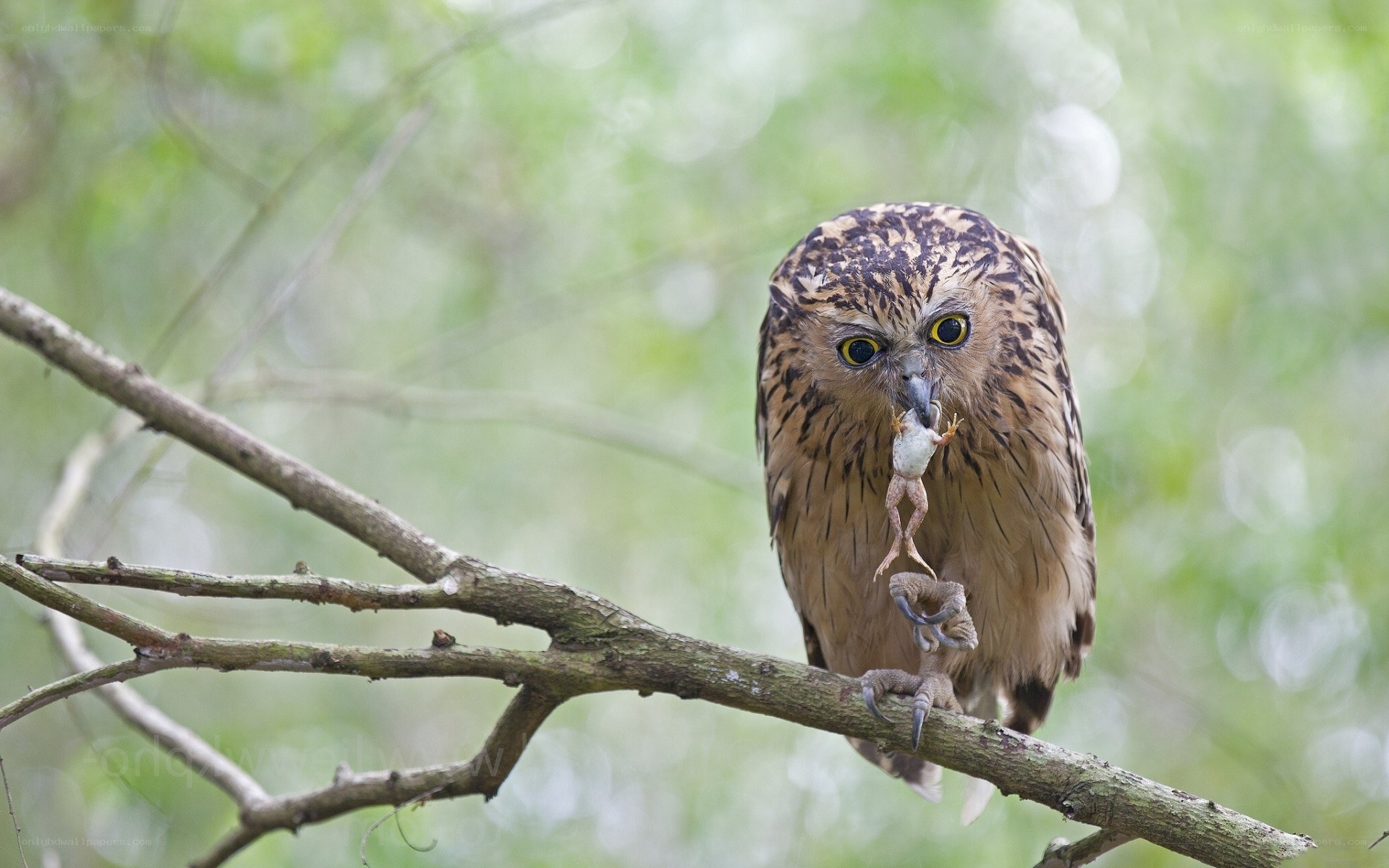 Owl with frog prey