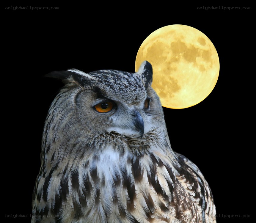 Owl with full moon