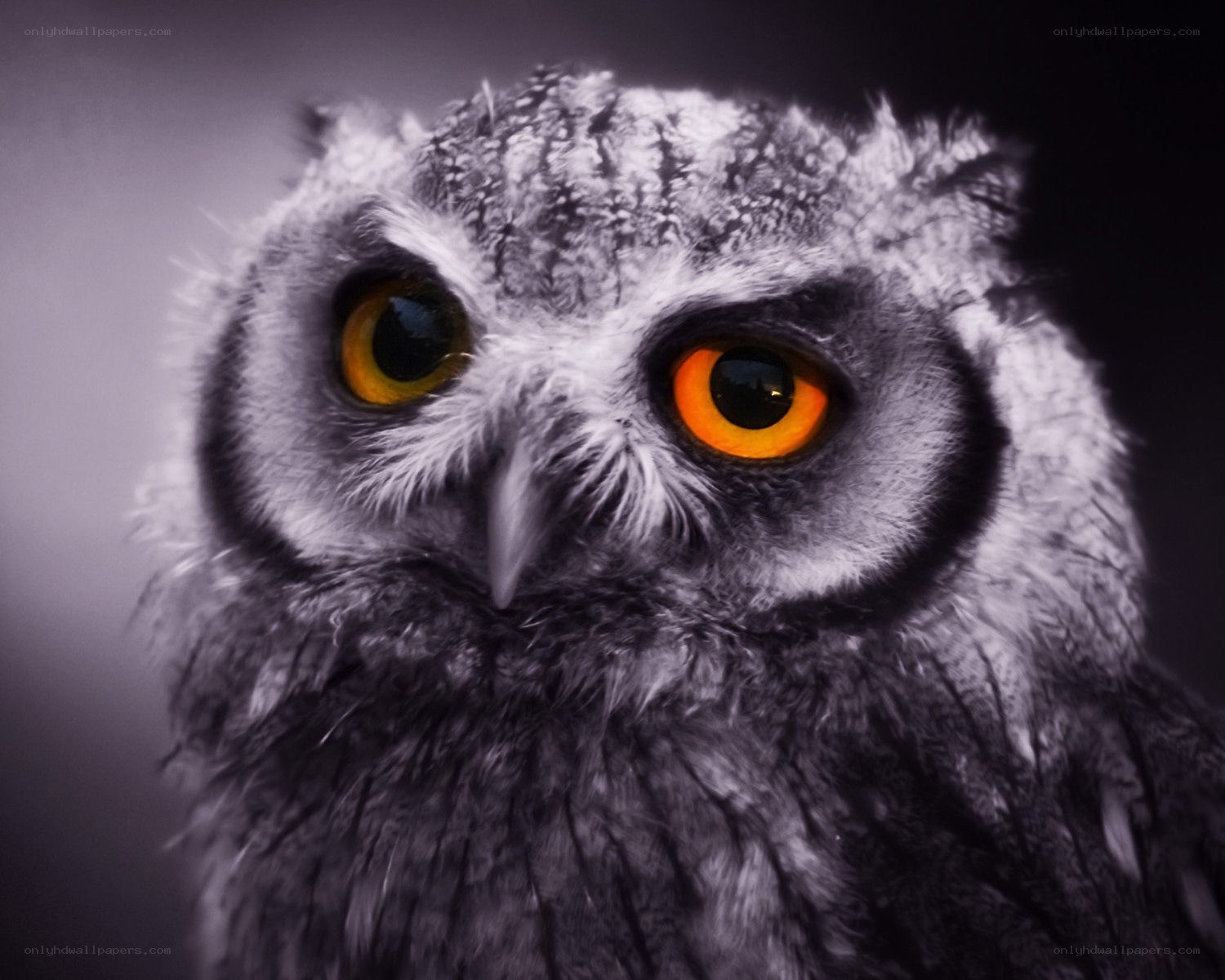 owl with glowing eyes