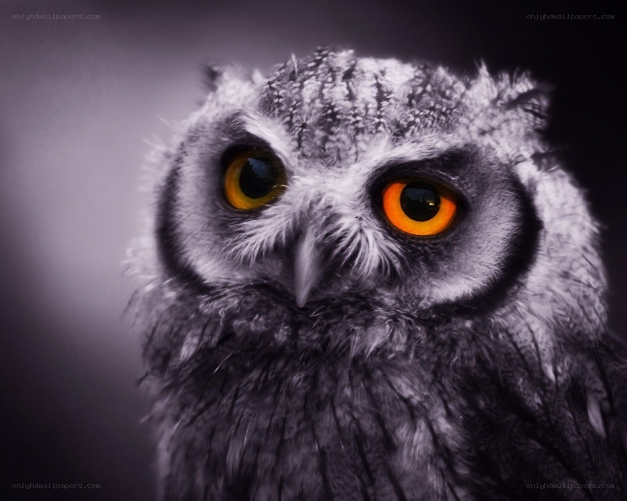 owl with glowing eyes