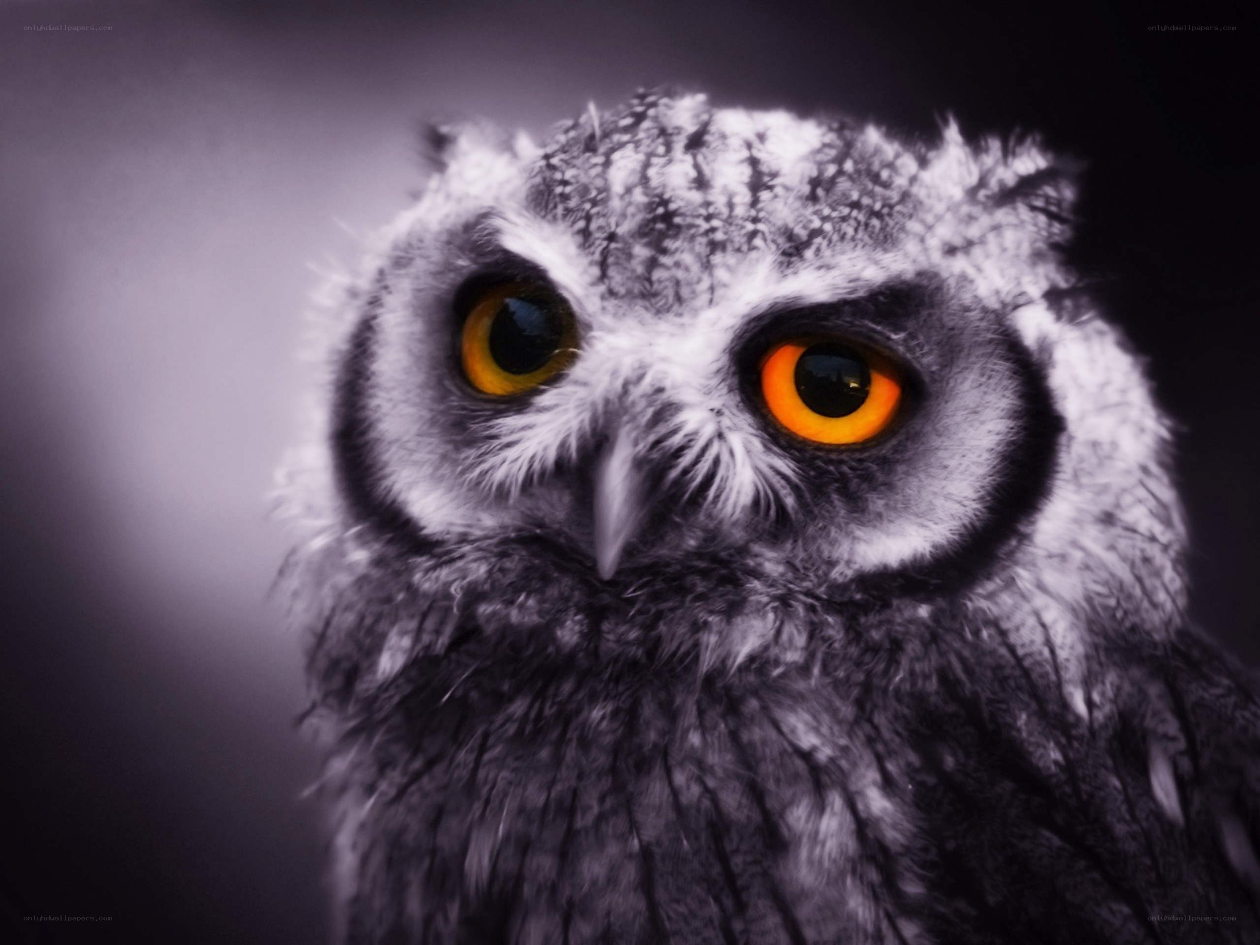 owl with glowing eyes