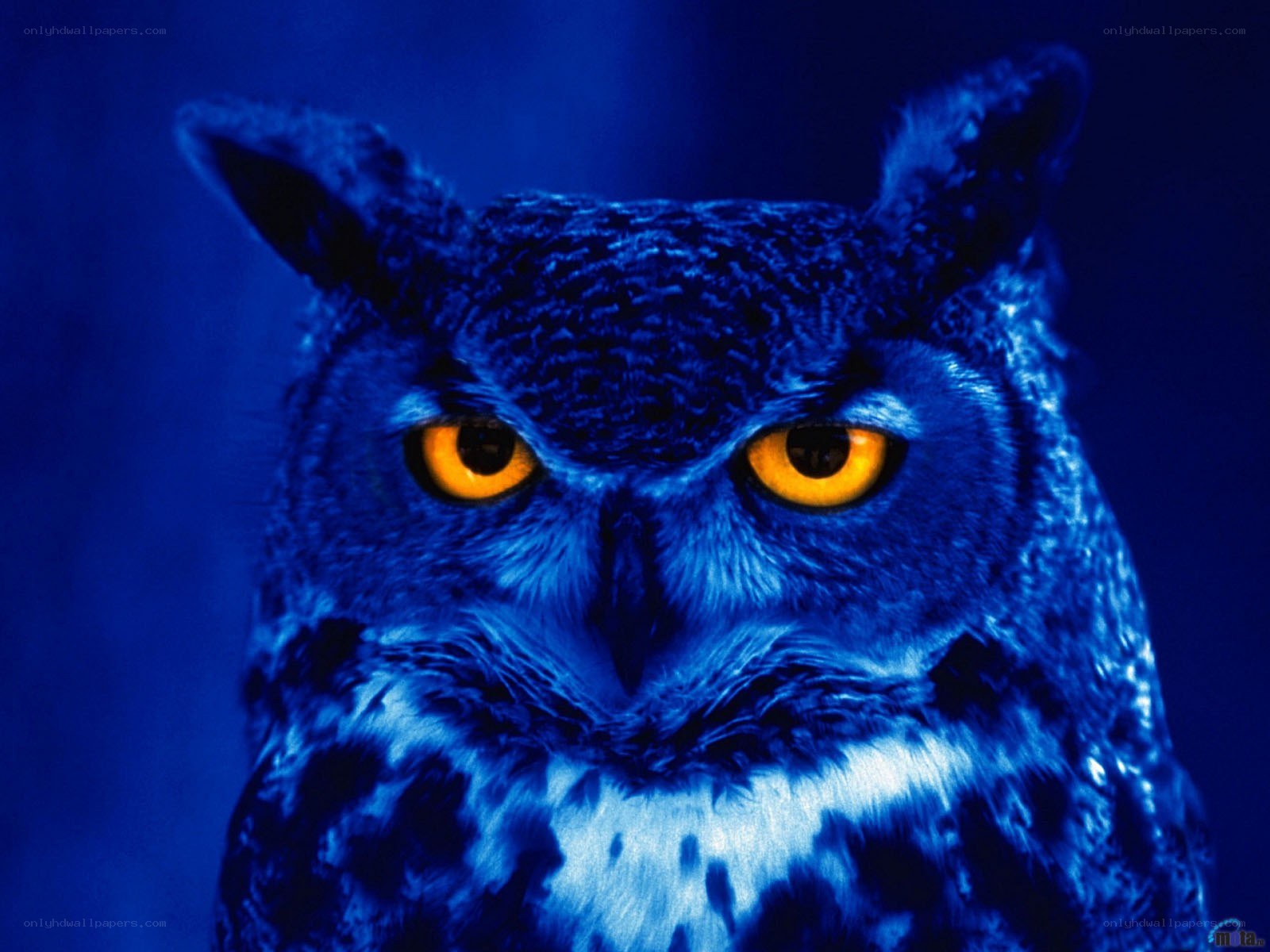 Owl with glowing eyes