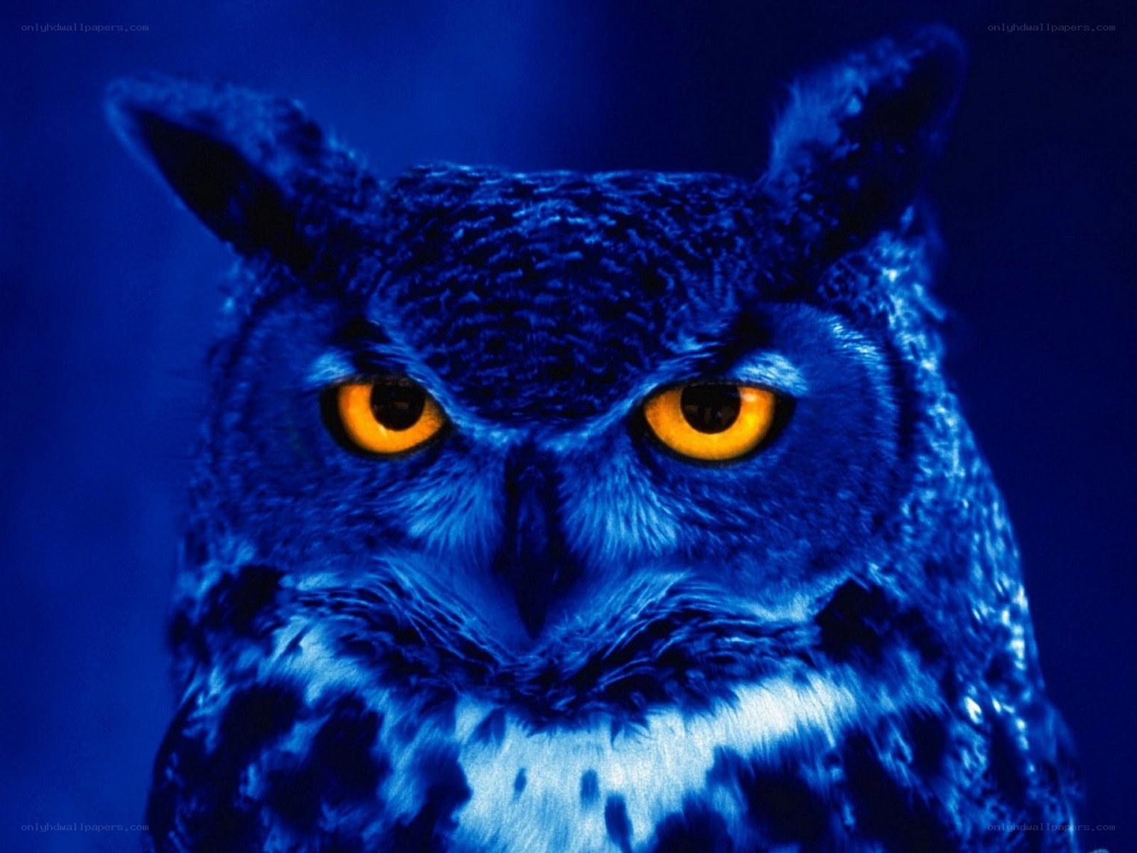 Owl with glowing eyes