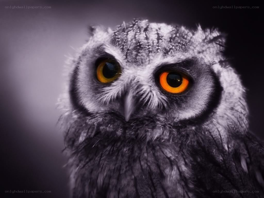 Owl with glowing eyes