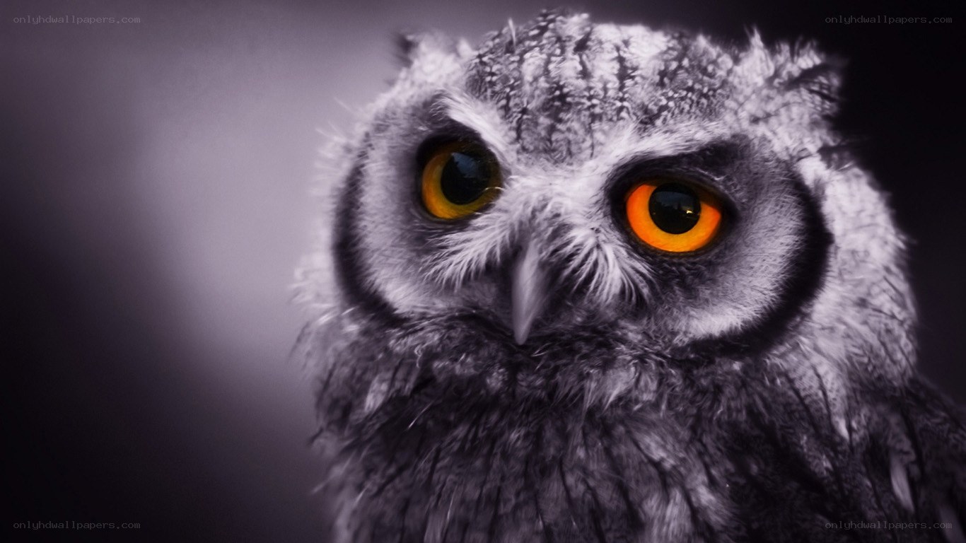 owl with glowing eyes