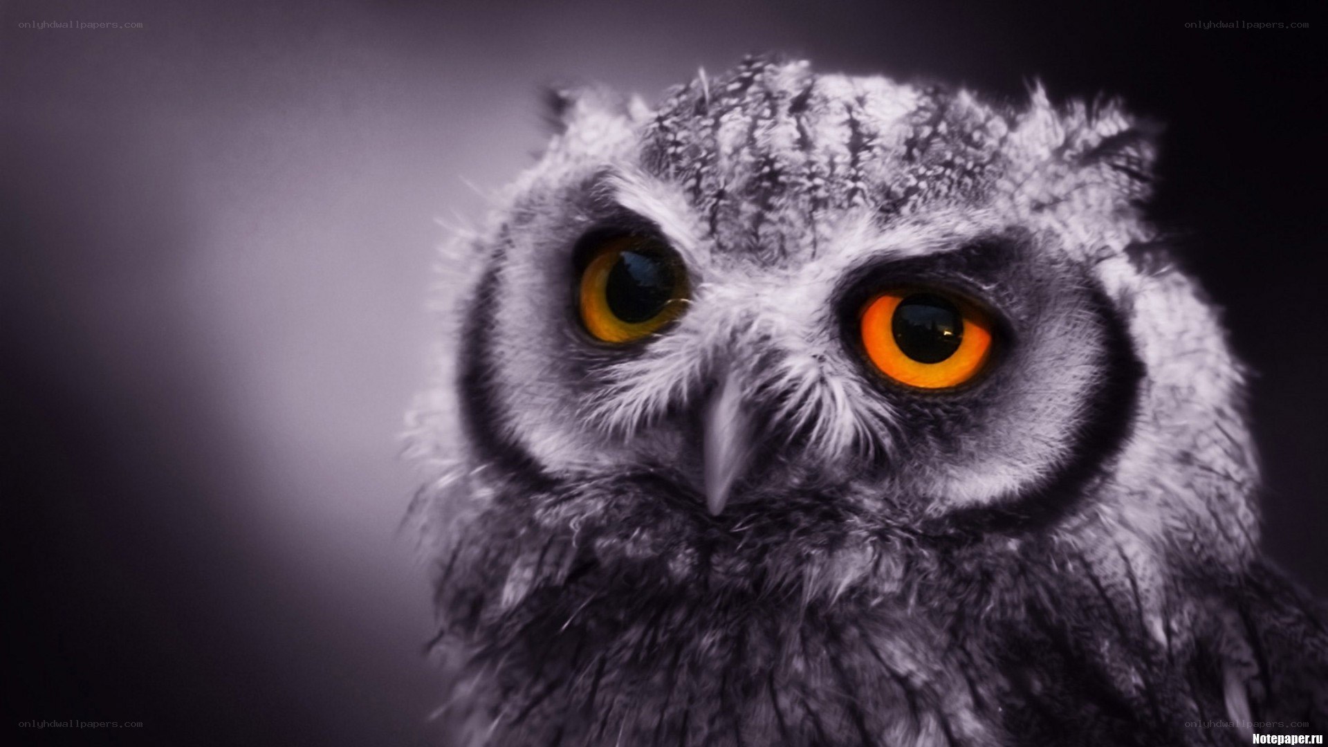 owl with glowing eyes