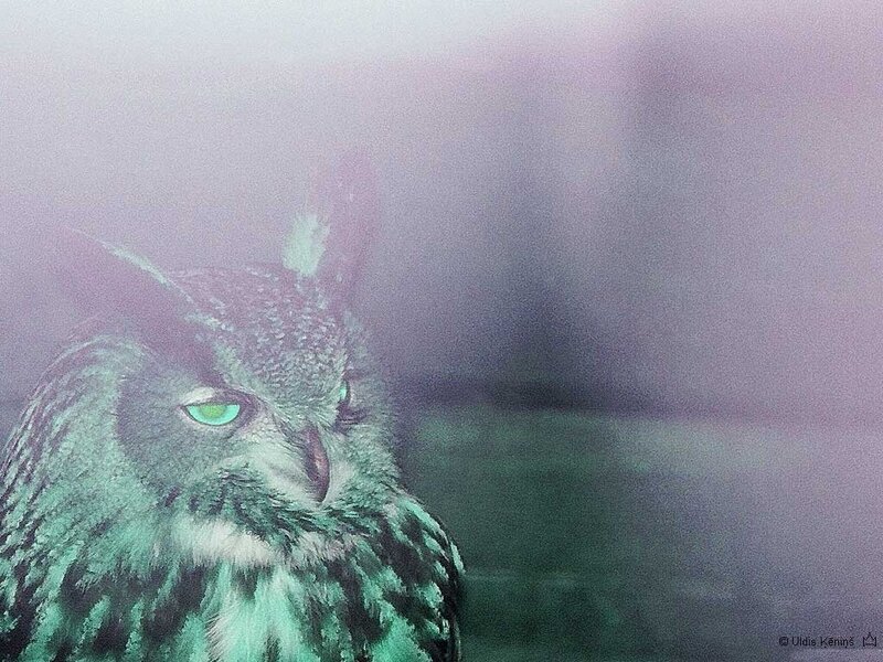 Owl with glowing eyes