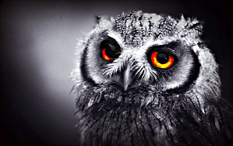 owl with glowing red eyes