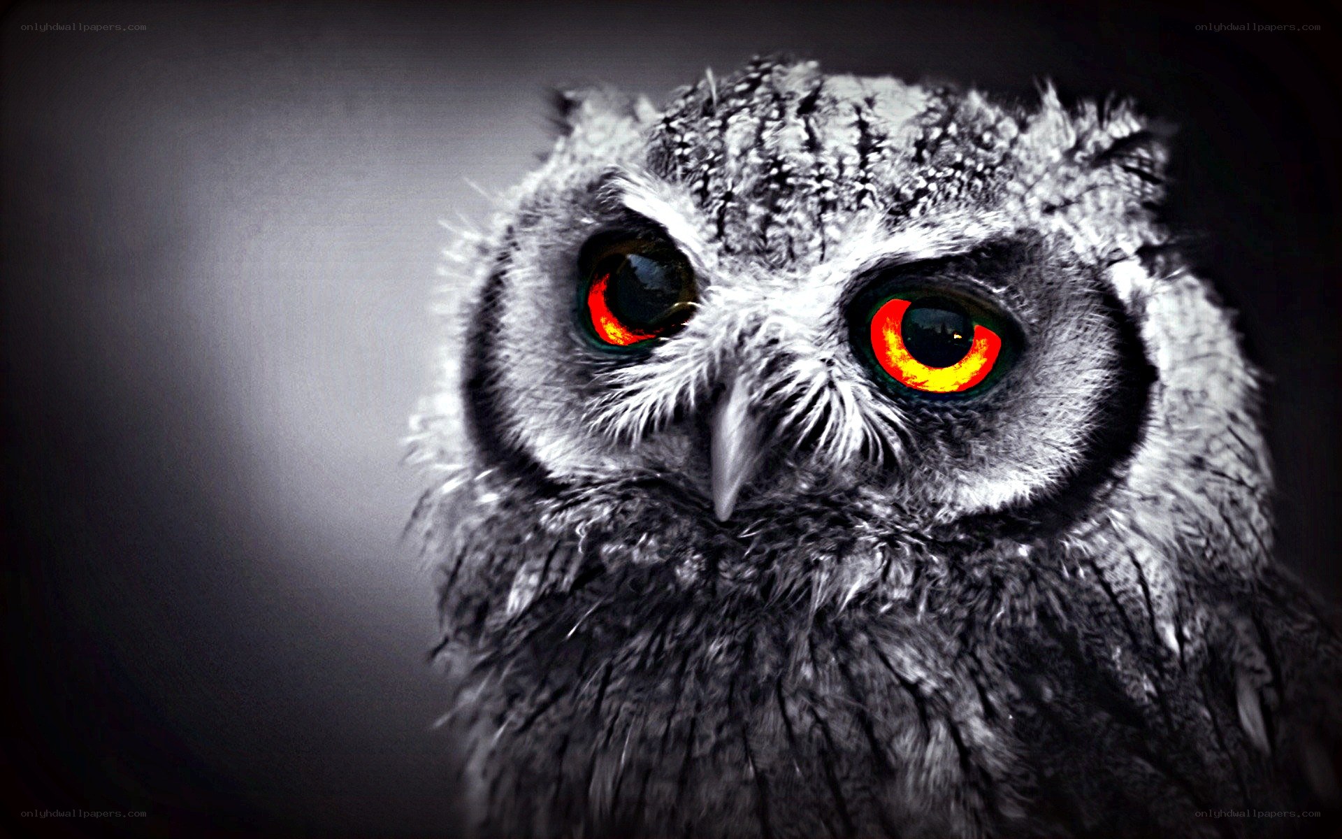 owl with glowing red eyes