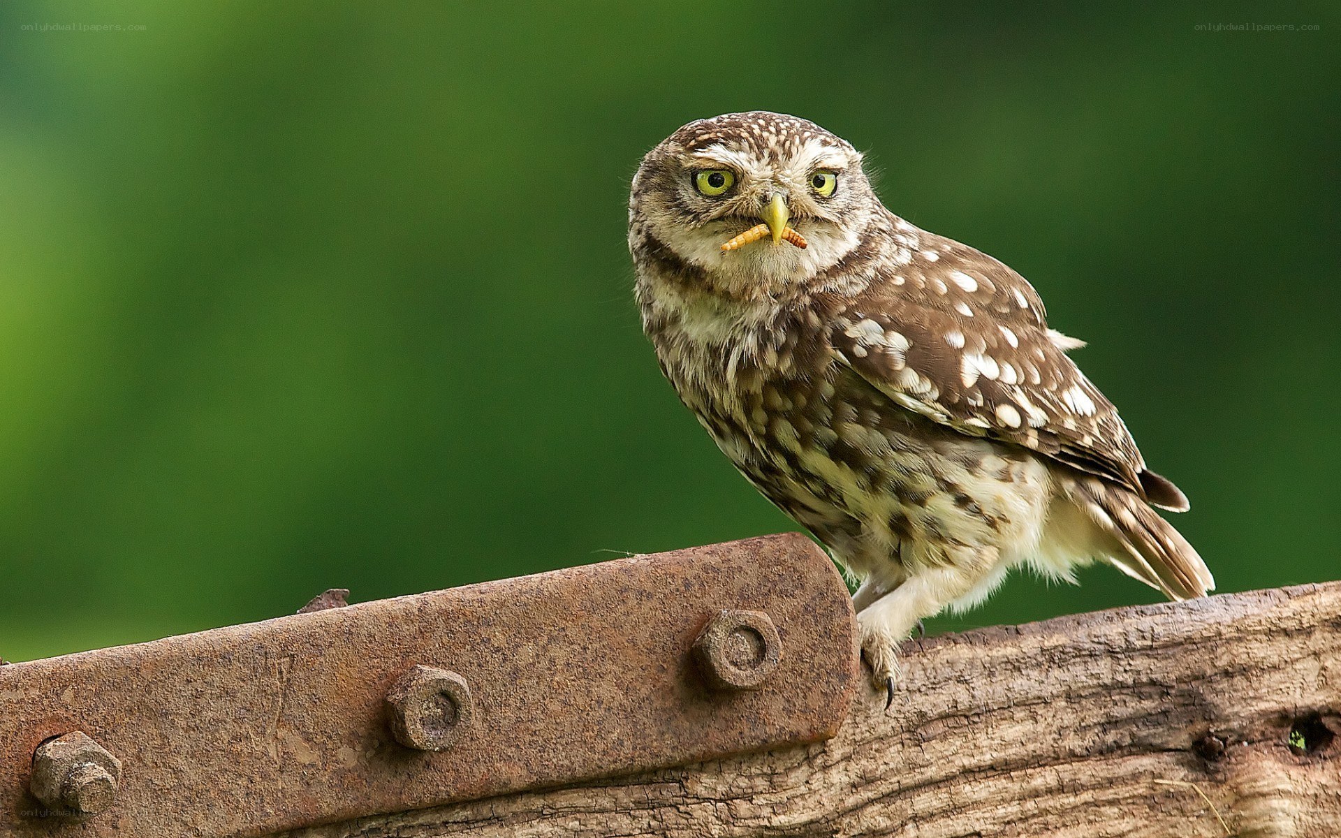 Owl with insect in beak
