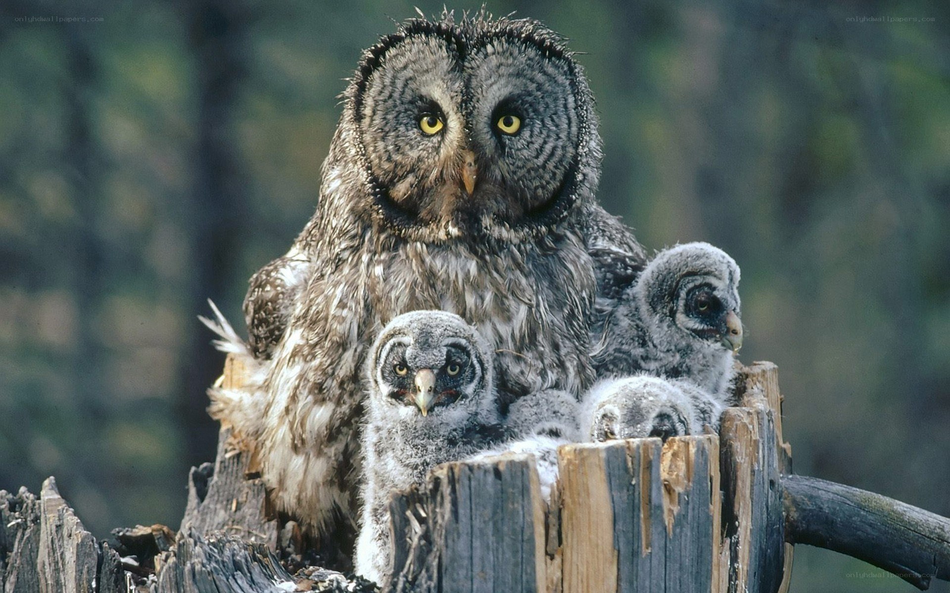 Owl with its chicks