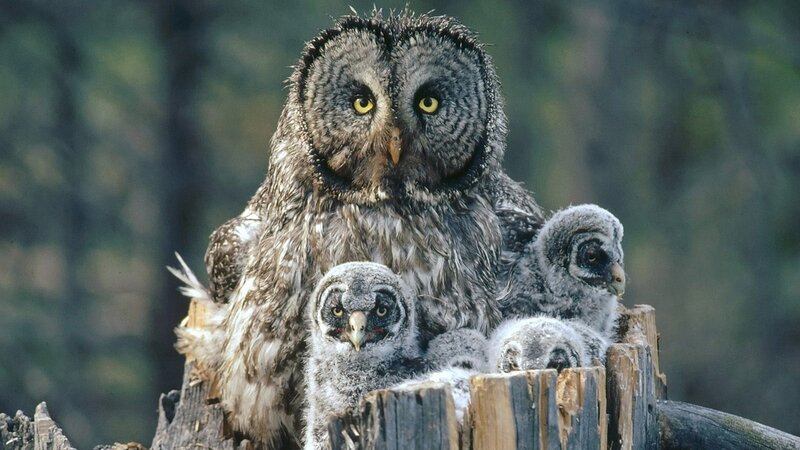 Owl with its chicks