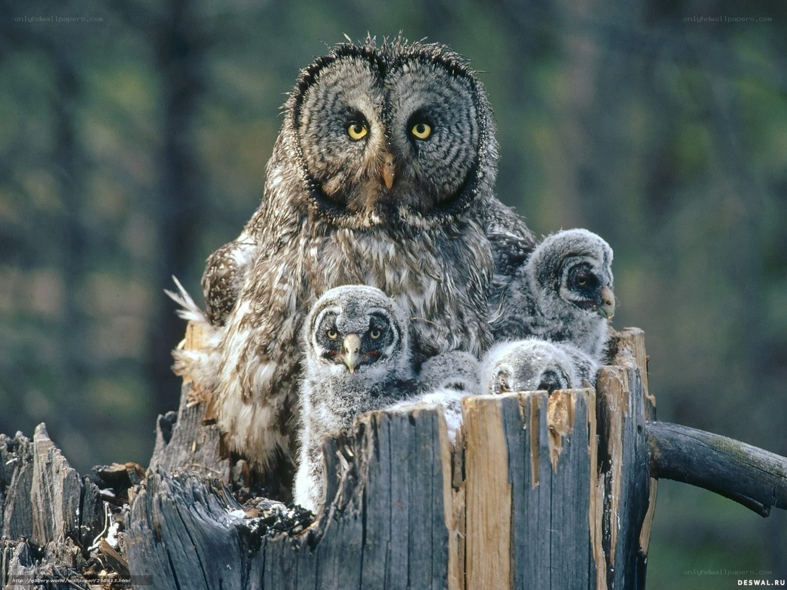 Owl with its chicks