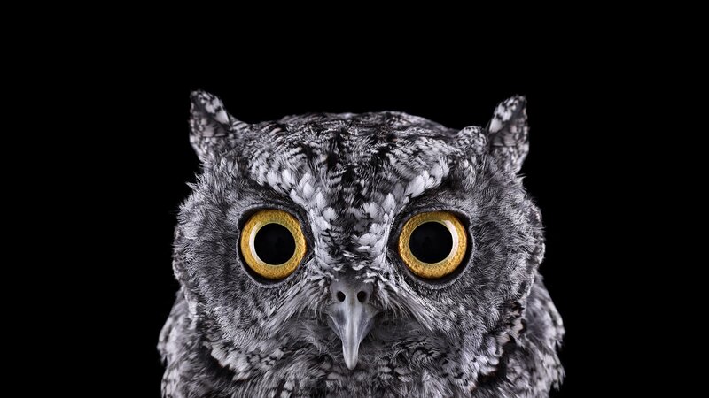 Owl with Large Eyes — Black