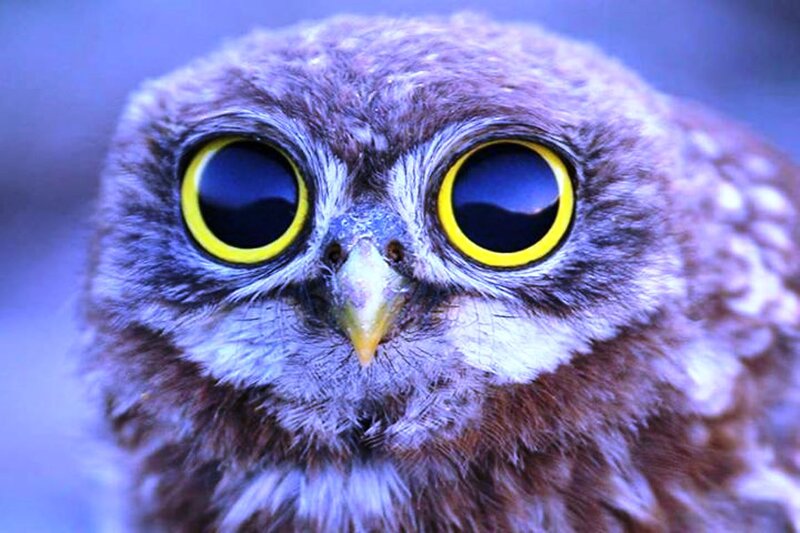 Owl with Large Eyes — Blue