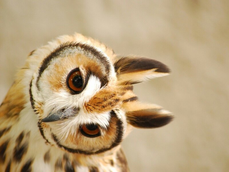 Owl with Large Eyes — Brown, Curious
