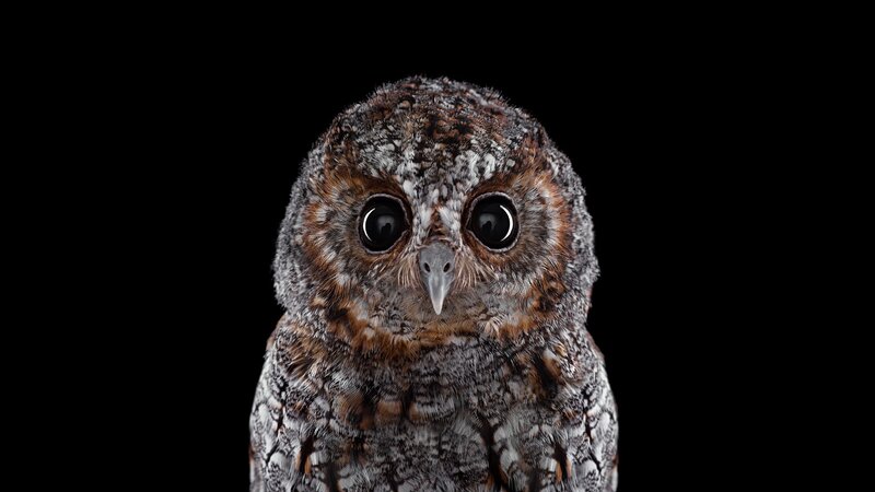 Owl with Large Eyes — Brown, Intense, Photograph