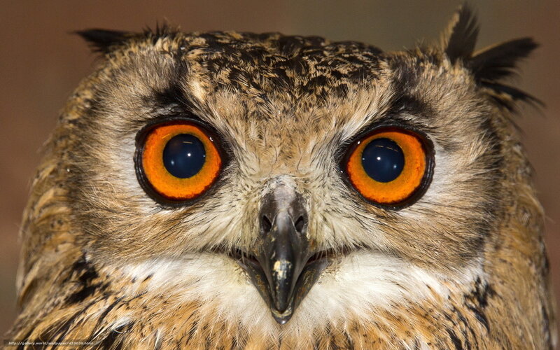 Owl with Large Eyes — Brown, Intense