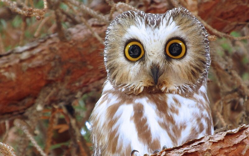 Owl with Large Eyes — Brown