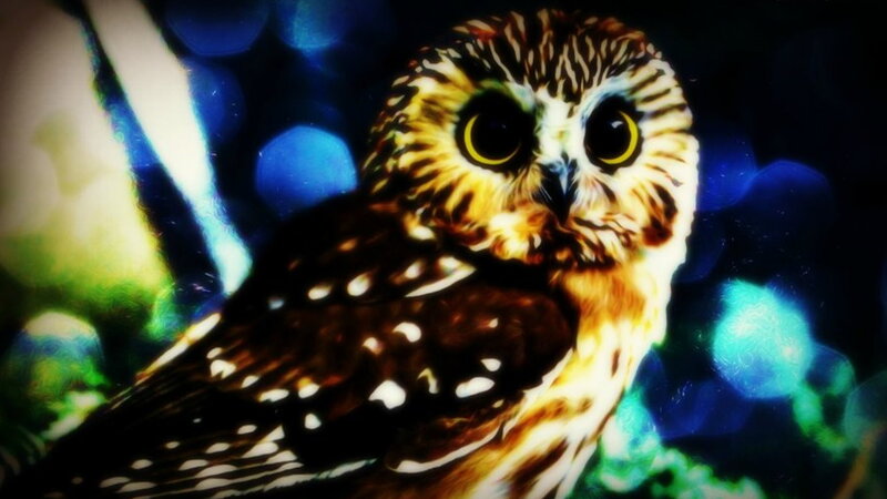 Owl with Large Eyes