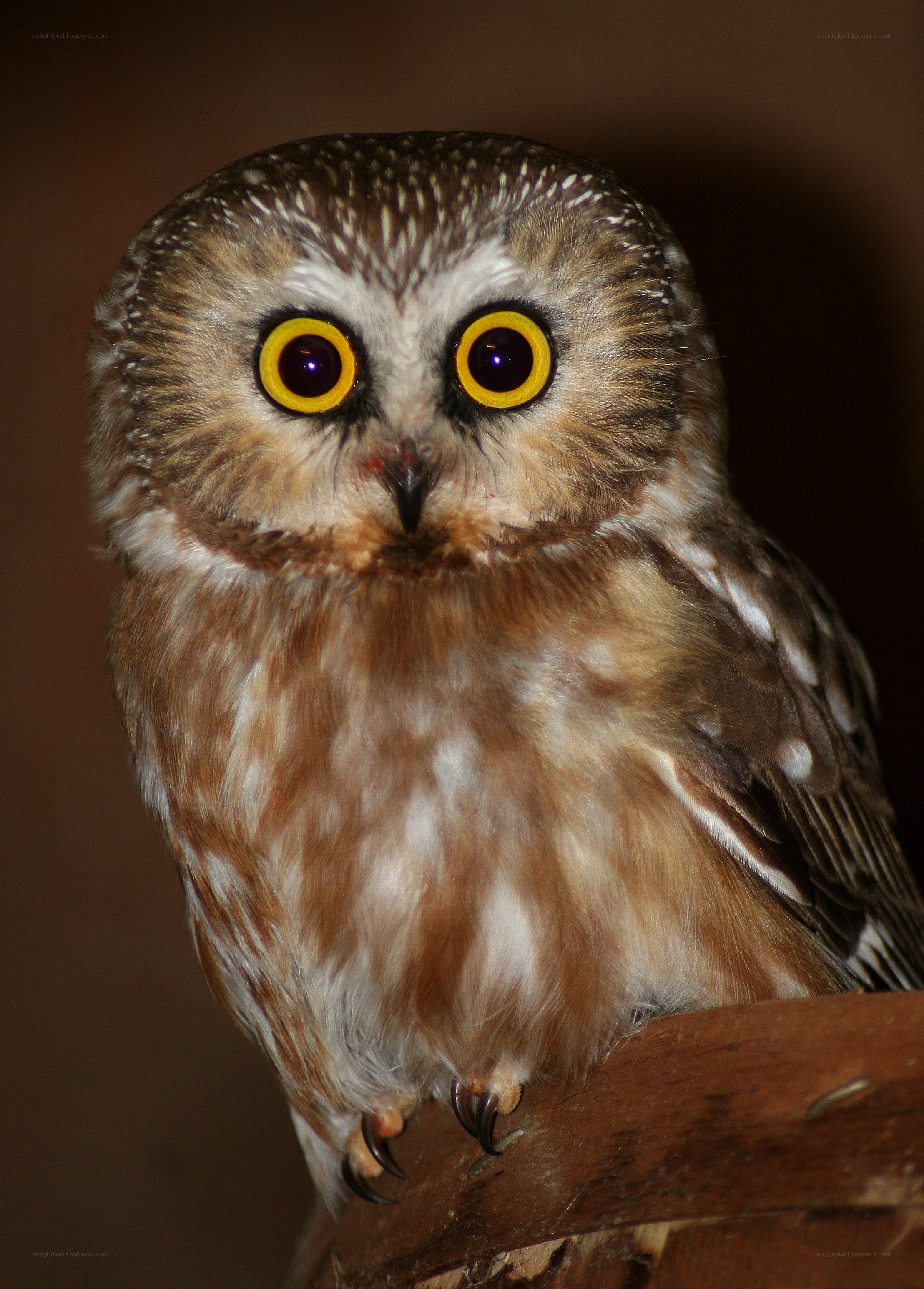 owl with large yellow eyes