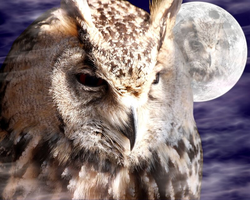 Owl with moon background