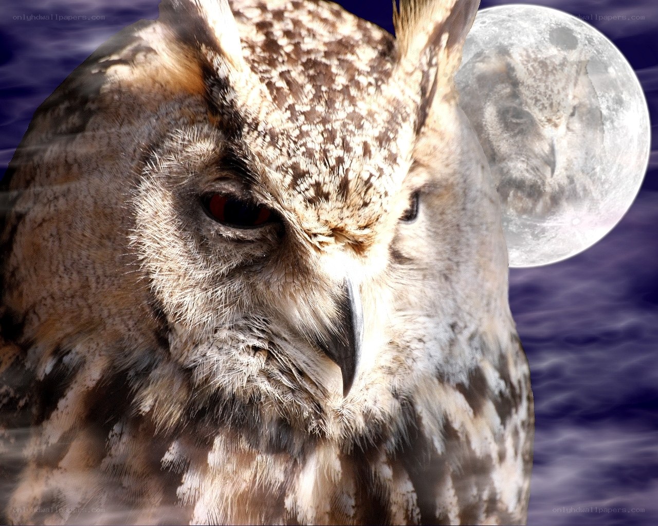 Owl with moon background