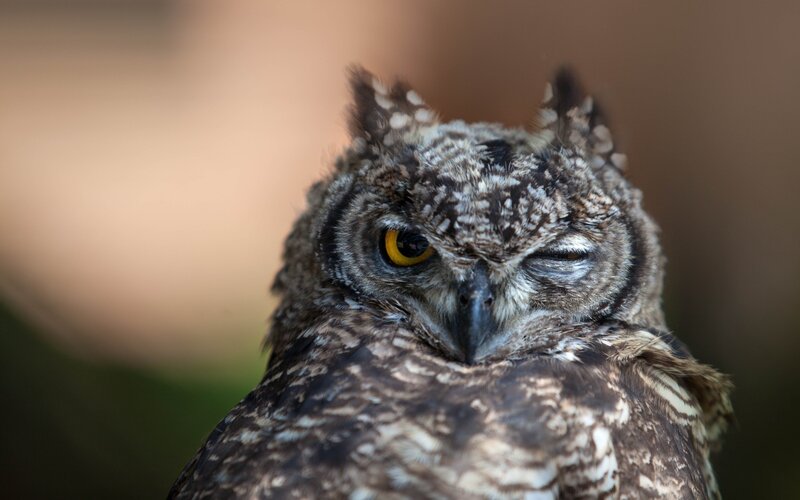 owl with one eye closed