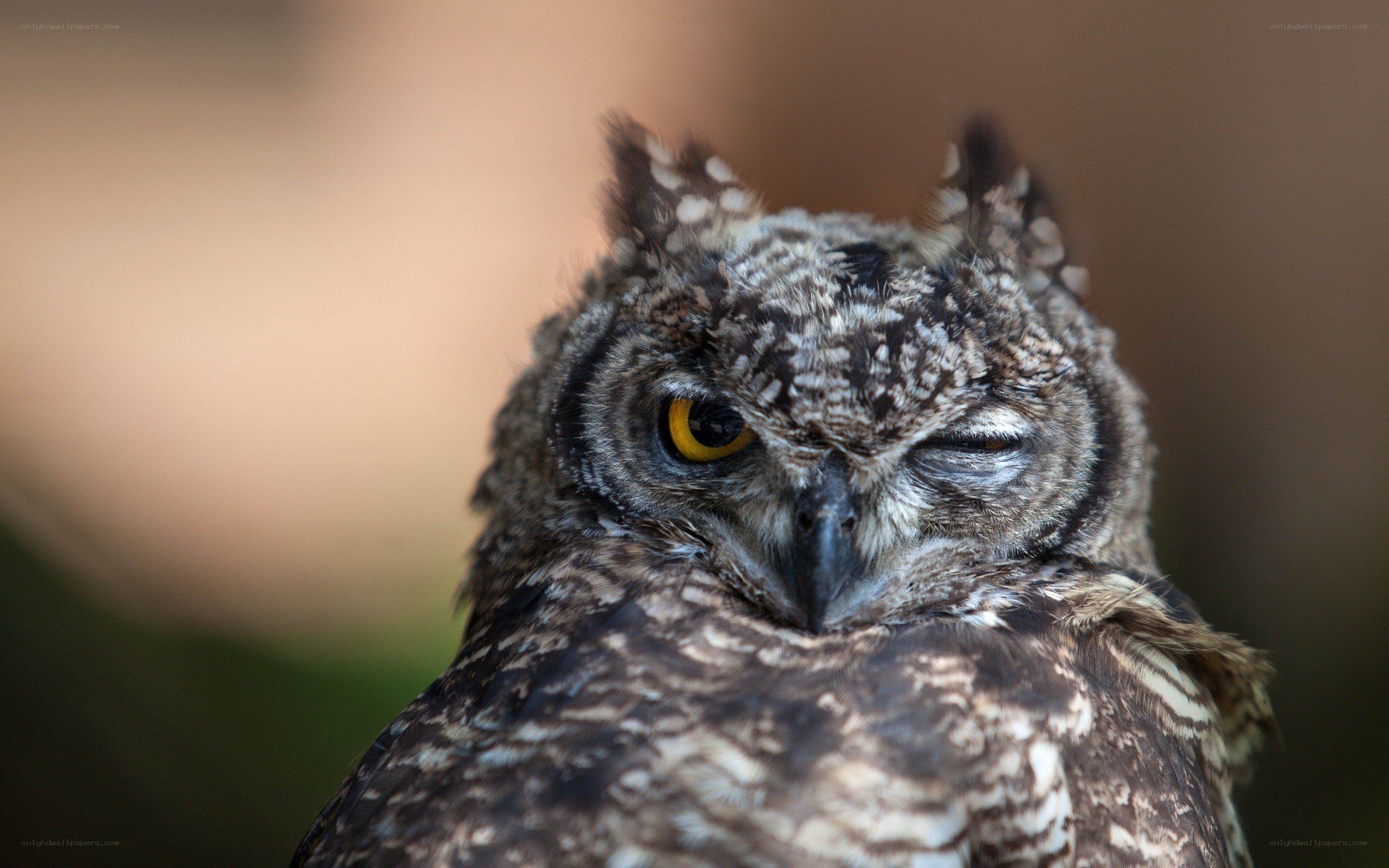 owl with one eye closed