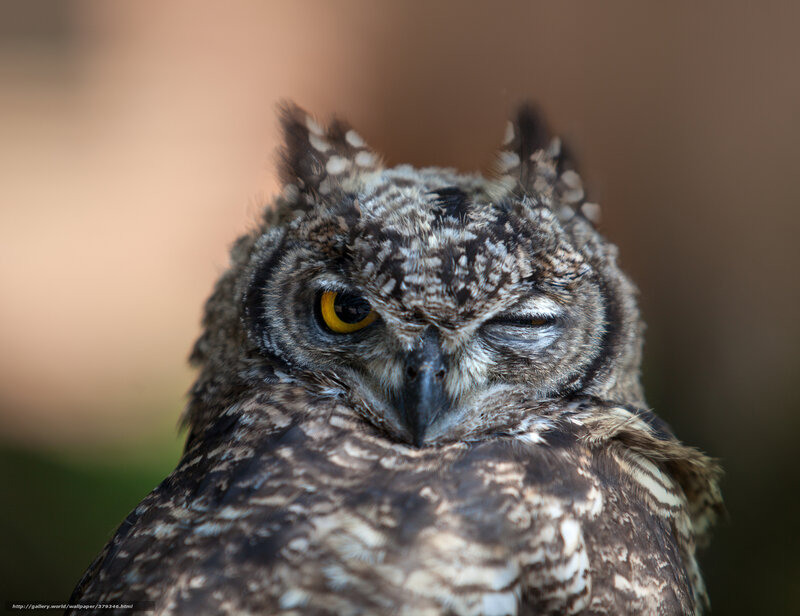 Owl with One Eye Closed — Brown