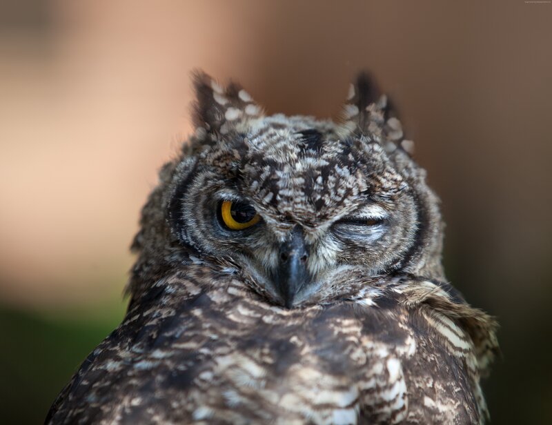 Owl with One Eye Open