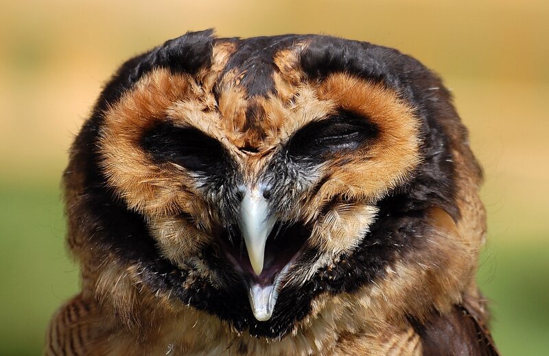 Owl with Open Beak — Brown