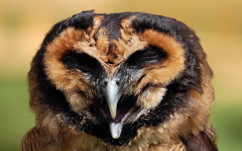 owl with open beak