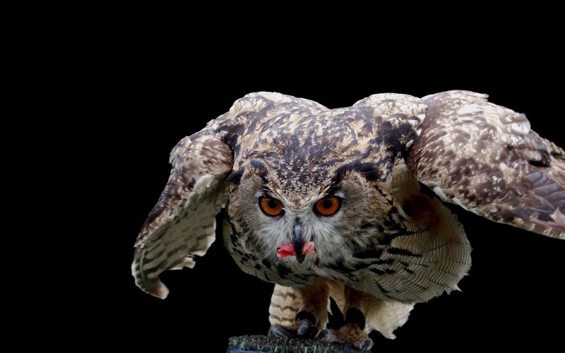 Owl with Open Wings