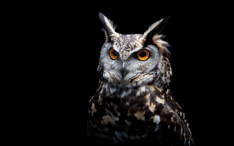 Owl with Orange Eyes — Black, Dramatic