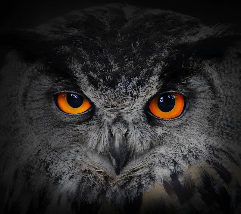 Owl with Orange Eyes — Black, Intense, Night