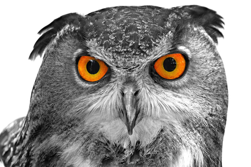 Owl with Orange Eyes — Black, Intense